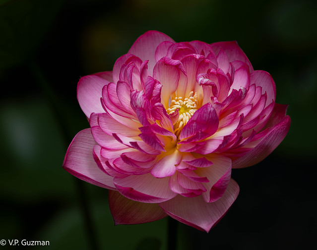Lotus flower, Fairchild Tropical Botanical Garden, Miami, FL