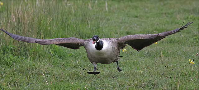 Canada Goose on the attack....