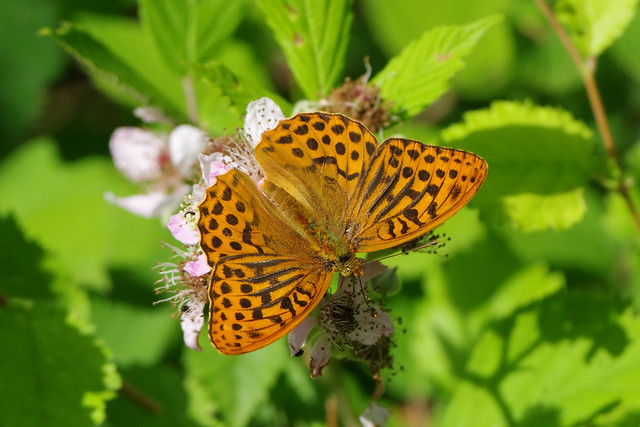K33P5340c Silver-washed Fritillary, Monks Wood, June 2022
