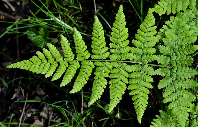 Probably a Broad Buckler-fern (Dryopteris dilatata) 2024-04-28. Parc Slip, Aberkenfig, South Wales
