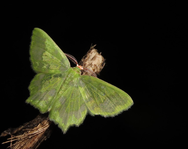 Cathydata batina (Geometridae:  Geometrinae) en Orito, Putumayo, Colombia