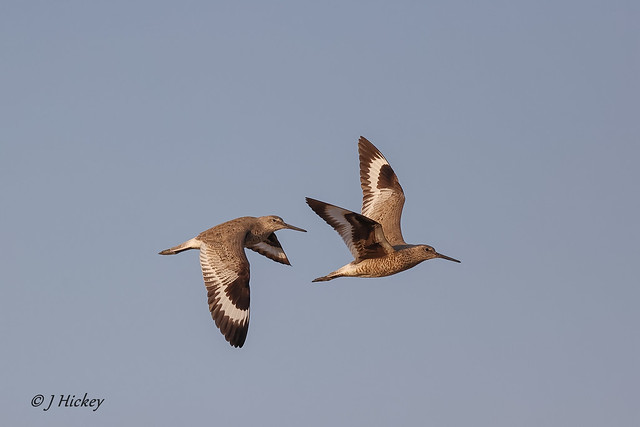 Willet flyby