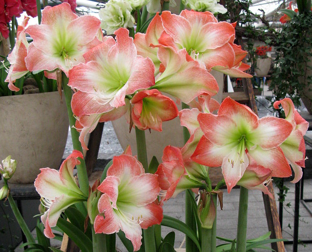 Amaryllis flowers