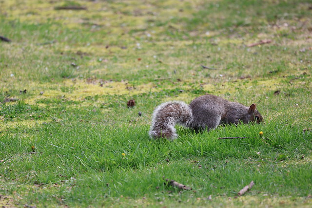 Eastern Grey Squirrels of Yale University - April 25th & 26th, 2024 (New Haven, Connecticut)