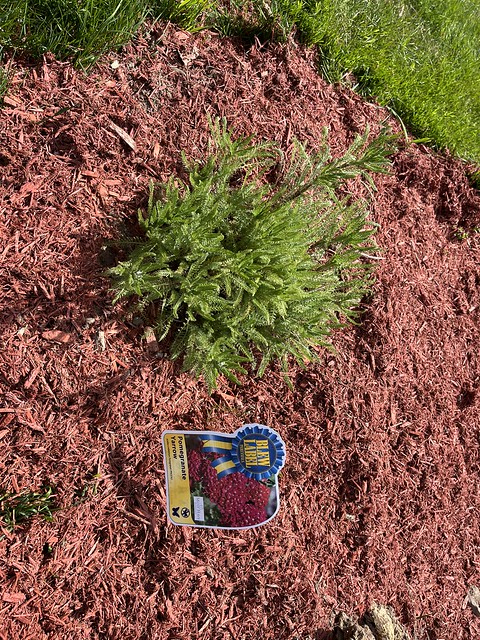2024 plants dianthus and yarrow