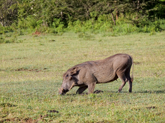 Phacochoerus africanus / Facocero /  Common warthog