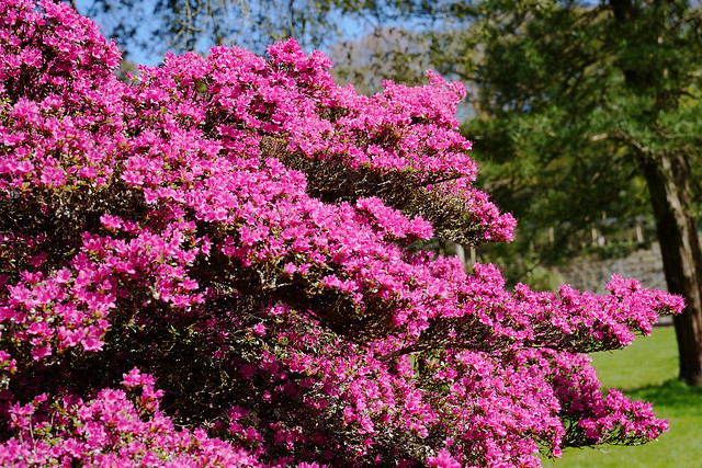 Colour of spring - Rhododendron