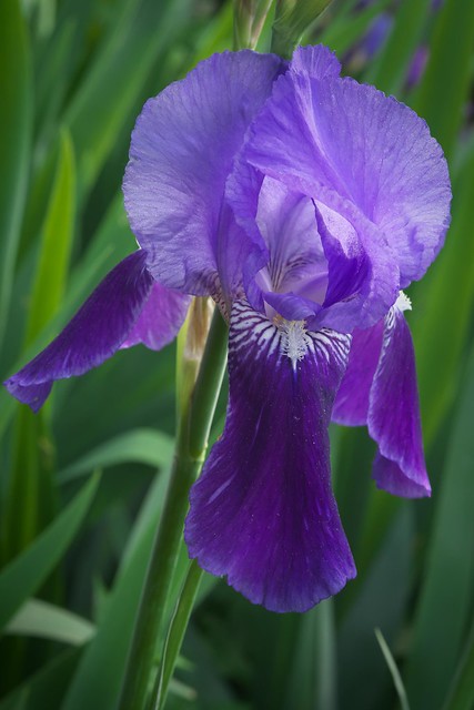 Iris - early evening