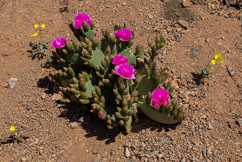 Beavertail Cactus in Death Valley National Park (Opuntia basilaris) along with some Golden evening primrose (Camissonia brevipes)