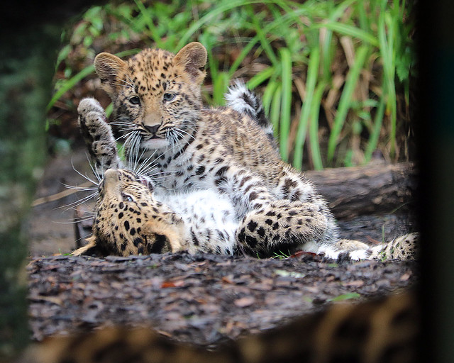 Amur leopard cub 605