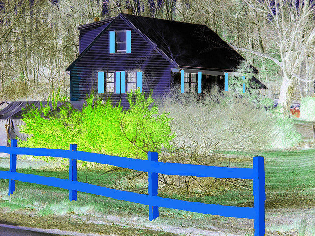 The Black House, Blue Wooden Fence And Yellow Forsythia Bush In Springtime - Edited Photo by STEVEN CHATEAUNEUF