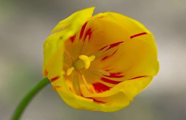 Beautiful Yellow tulip with red streaks