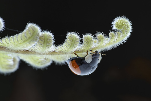 赤星瓢蟲 Lemnia saucia Mulsant,1850 = Coelophora saucia (Mulsant)