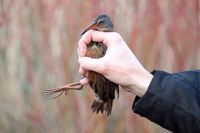 A Virginia Rail having a brief encounter with humans before returning to looking for a mate.