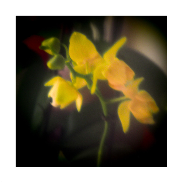 yellow blur ....(5657)