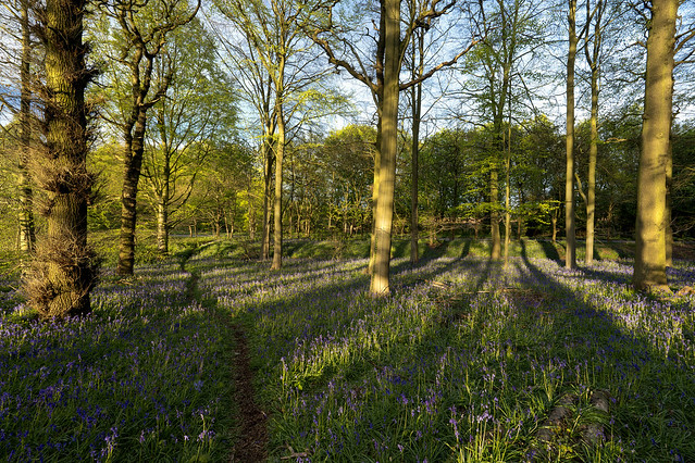 Sherwood Forest Bluebells