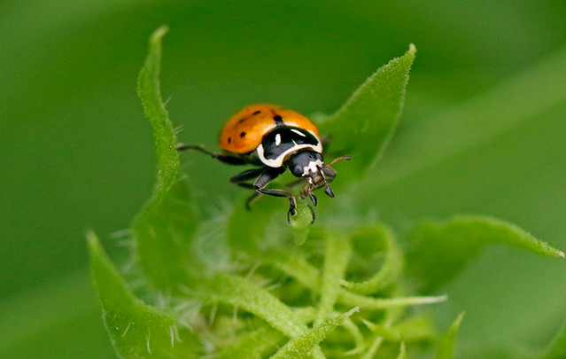 Convergent Lady Beetle (Hippodamia convergens)