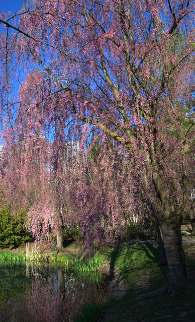 Cherry Blossoms, Kariya Park, 3620 Kariya Drive, Mississauga, Peel, ON