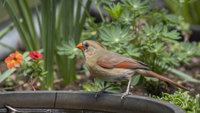 Northern Cardinal (f) getting a drink
