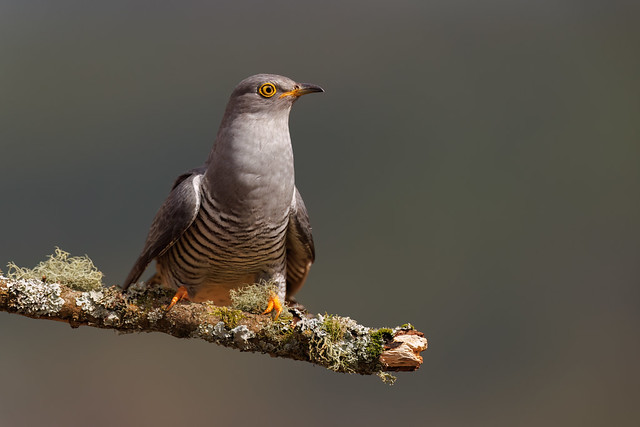 Colwyn the Cuckoo returns for yet another season