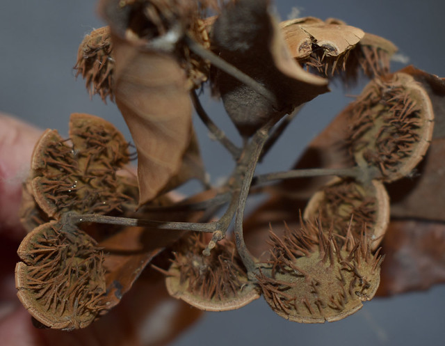 Sloanea macbrydei
