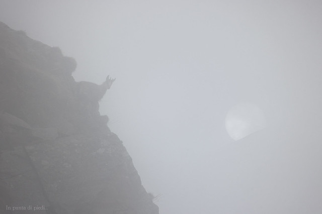 privileged position - yearling Alpine chamois in the Fog