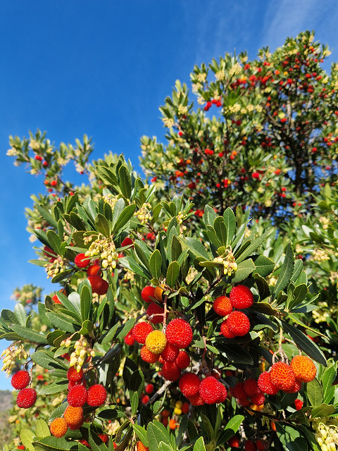 Strawberry tree (Arbutus unedo), Arques to Col de Valmigere