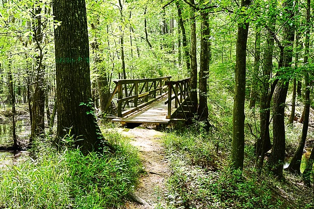 “Wooden Bridge in the Forest”