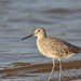 Possing Willet