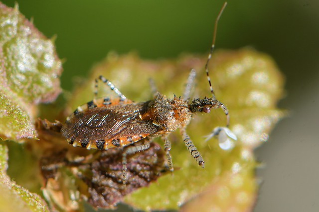 Assassin Bug on a oak leaf -- Pselliopus spinicollis