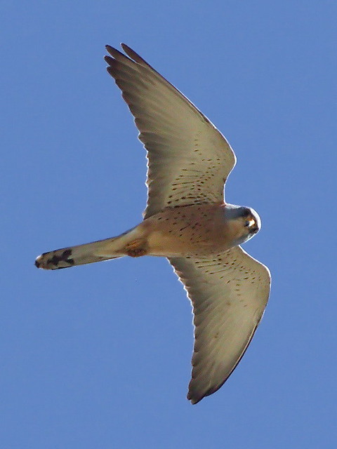 Rötelfalke (Falco naumanni) (1)