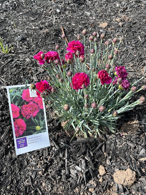 2024 plants dianthus and yarrow