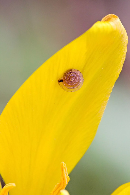Tiny Snail on Yellow Petal