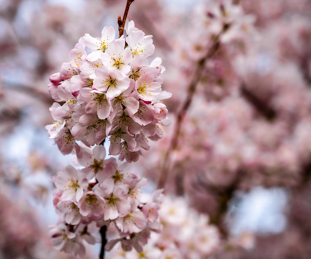 Cherry blossom 2024 | #onExplore! April 29, 2024