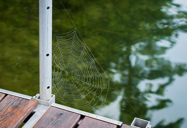 Dock spiderweb