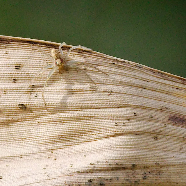 Tiny Spidey on a Withered Leaf