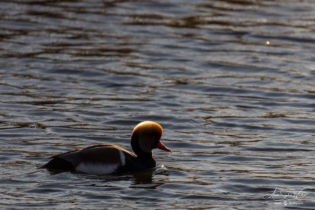 Nette rousse en contre-jour / Backlighting with a Red-crested Pochard