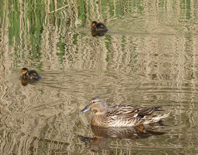 Mallard and Ducklings, Richmond Park, London