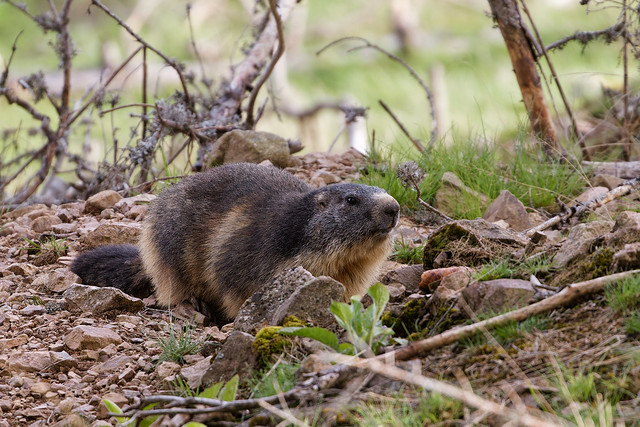 Marmotte des Alpes - Marmota marmota