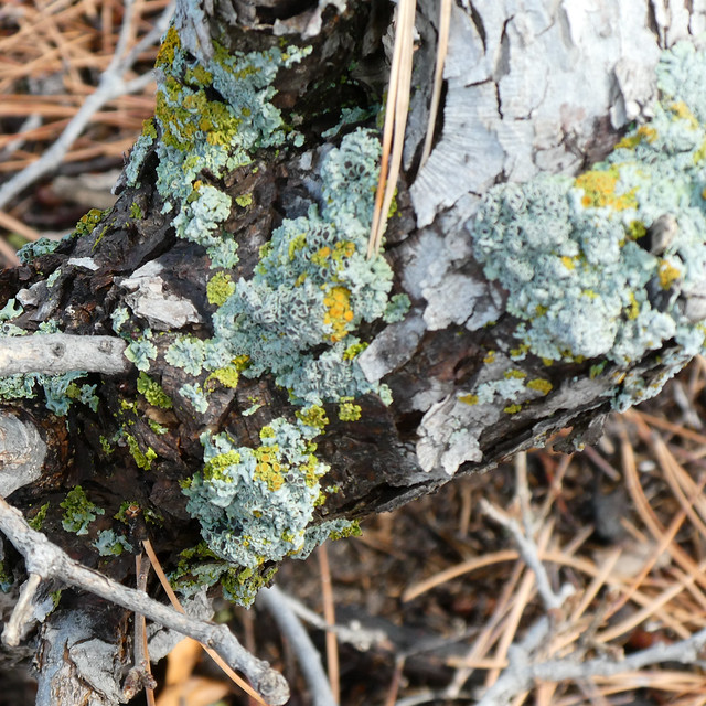Lichens at Dawson Butte Open Space