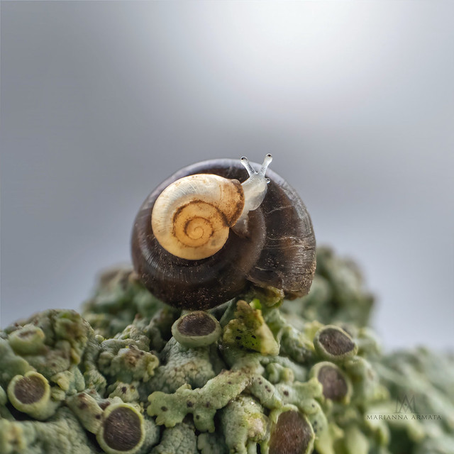 2 tiny round snails on lichen
