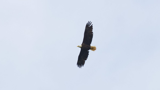 bald eagle (adult)