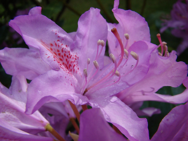 Rosee sur fleur de RHODODENDRON violet clair.