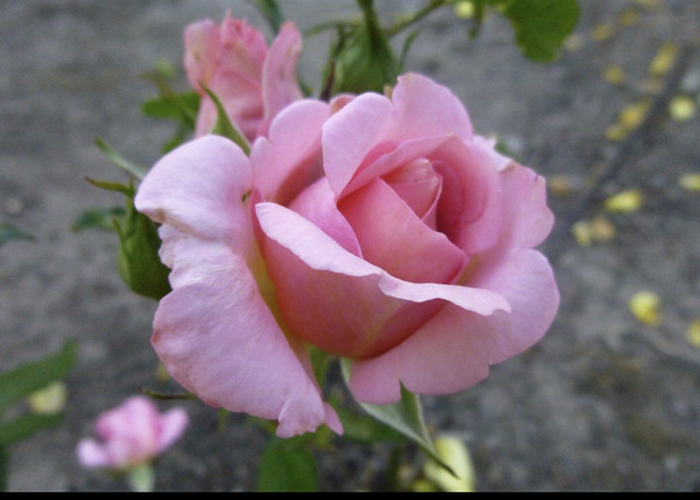 Pretty Pink Rose