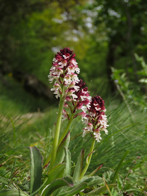 Palokilinkämmekkä, burned-tip orchid (Neotinea ustulata)