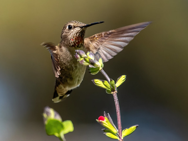 Anna's Hummingbird_10