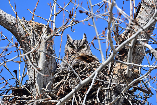 Great Horned Owl DSC_4846