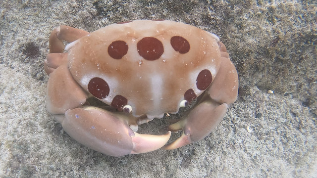 Spotted Reef Crab