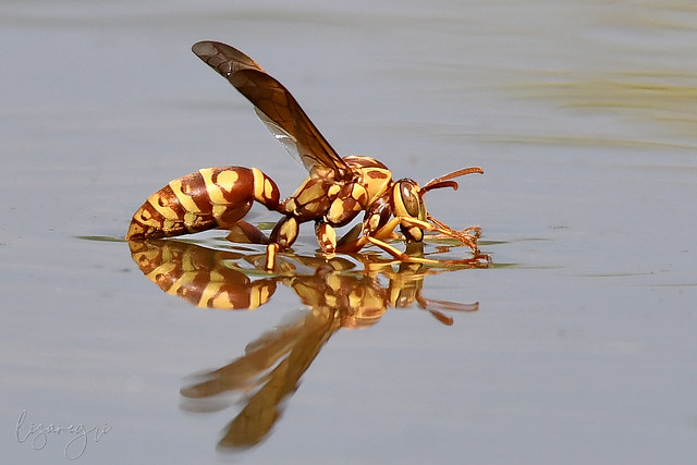 Paper Wasp on a pond