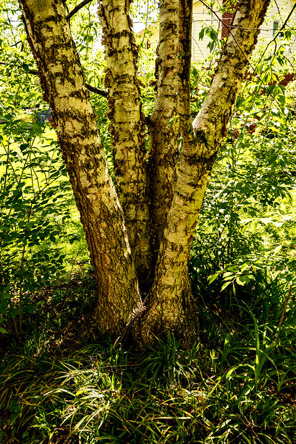 DSC_4061-2  My birches